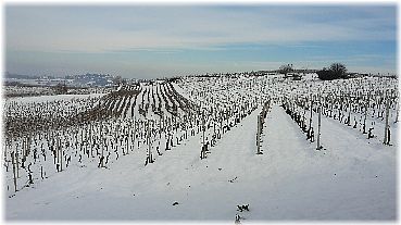 INVERNO VIGNETI GOZZELINO