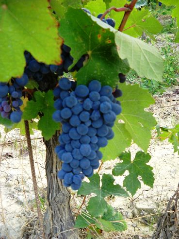 BARBERA