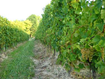MOSCATO D'ASTI GOZZELINO