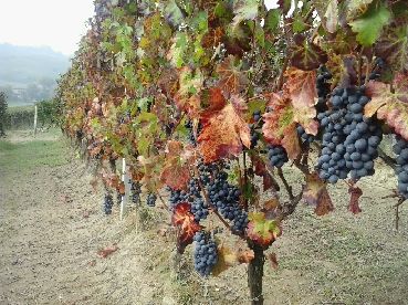 BARBERA D'ASTI GOZZELINO SERGIO