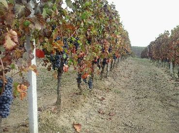 VENDEMMIA BARBERA GOZZELINO SERGIO