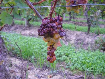 PASSITO GOZZELINO