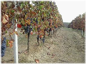 VENDEMMIA BARBERA